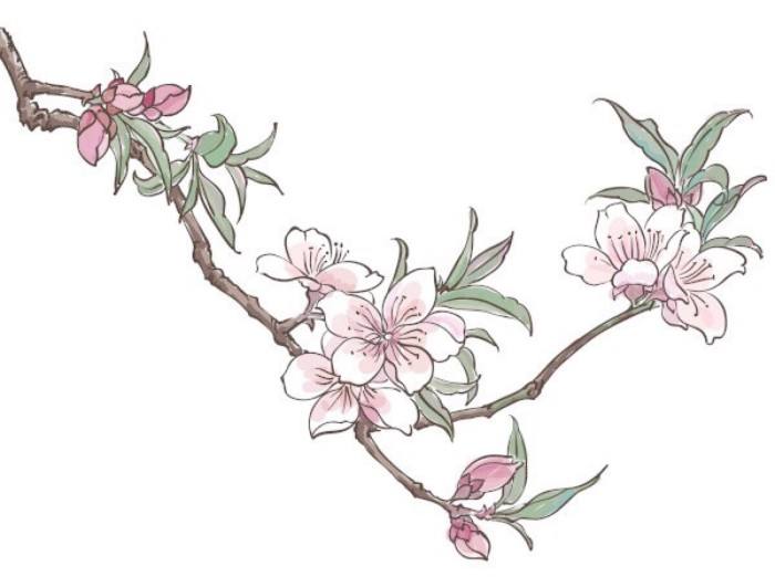 桃花纹身含义寓意16幅桃花纹身手稿效果图